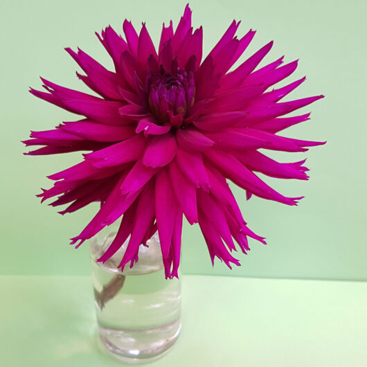 Dahlia-Orfeo
