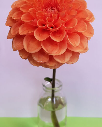 Dahlia-Sylvia