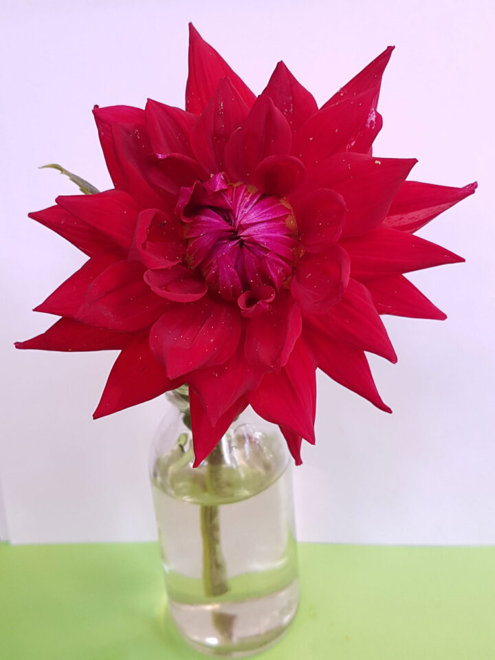 Dahlia-Wittemans-Best