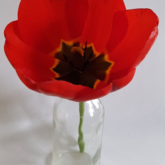 Tulp-Apeldoorn