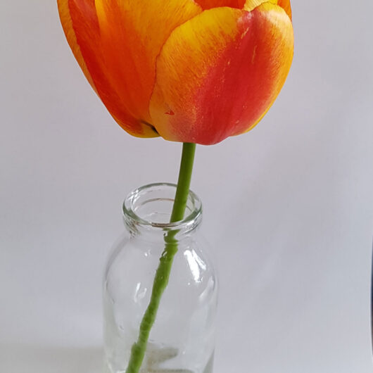 Tulp-Apeldoorn-Elite