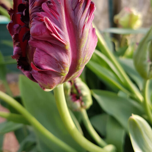 Tulp-Black-Parrot