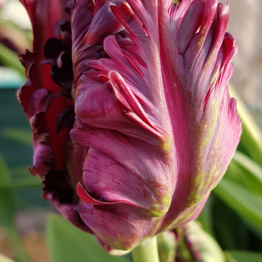 Tulp-Black-Parrot