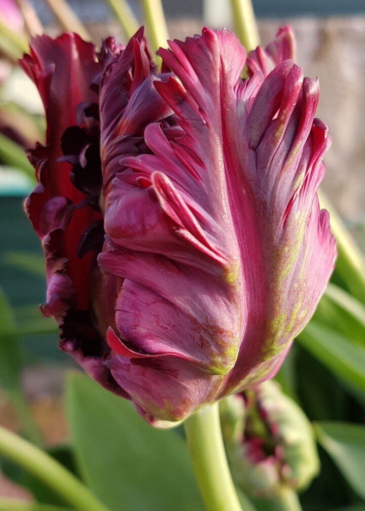 Tulp-Black-Parrot