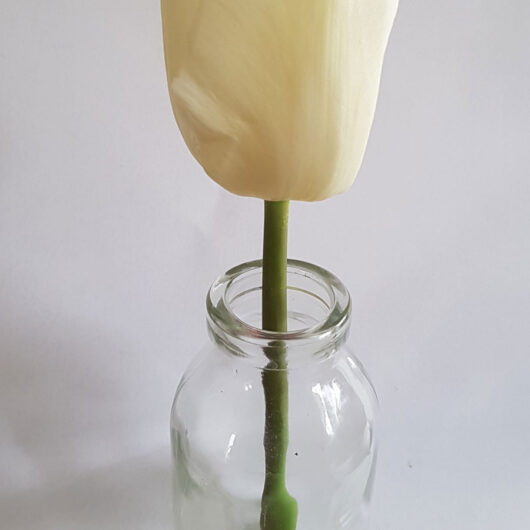 Tulp-Calgary