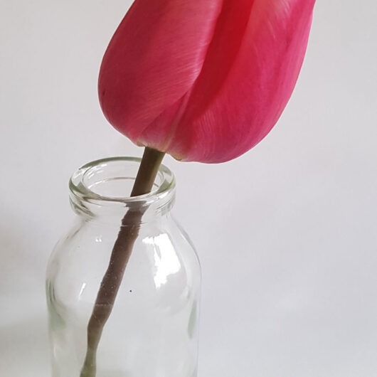 Tulp-Christmas-Dream