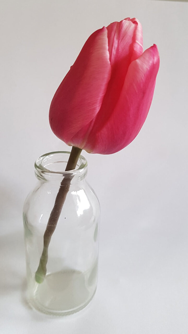 Tulp-Christmas-Dream