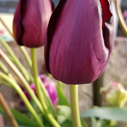Tulp-Negrita