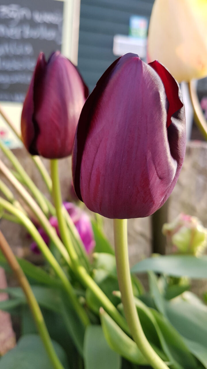 Tulp-Negrita
