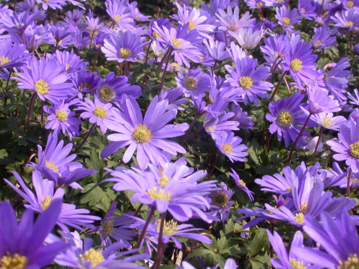 Anemone Blue Shades