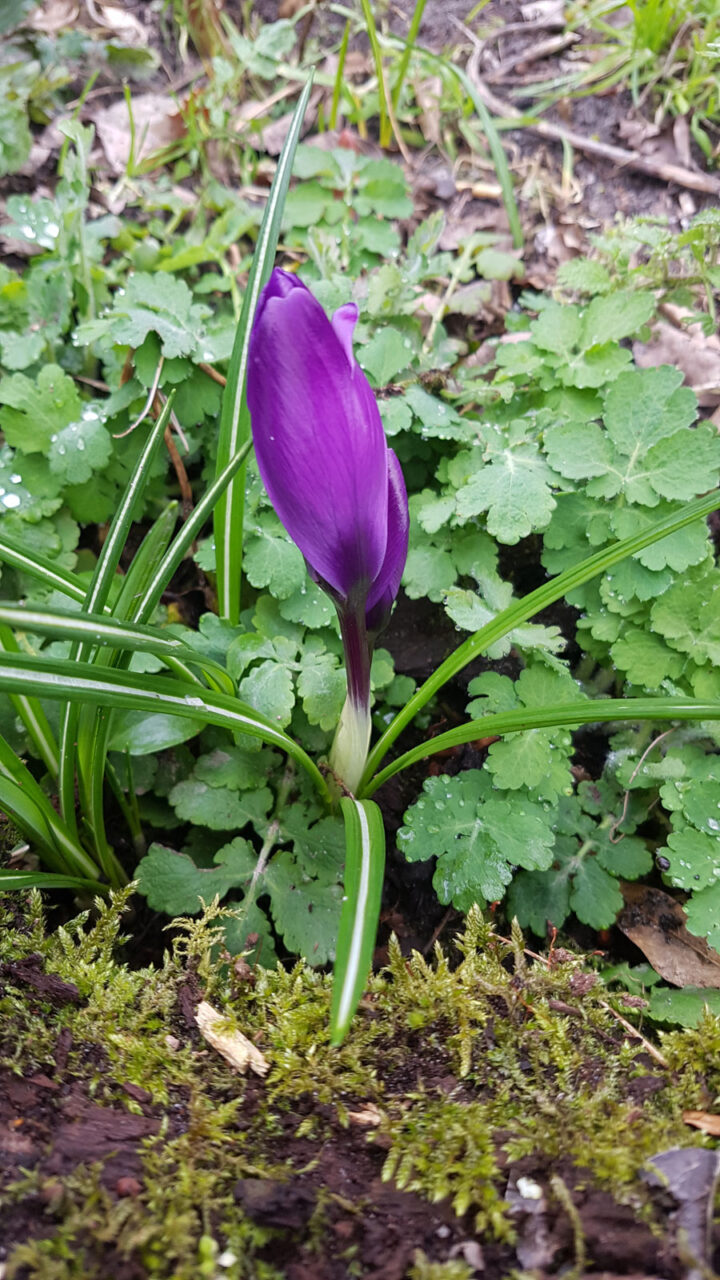 Crocus Flower Record