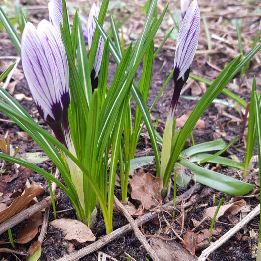 Crocus Pickwick