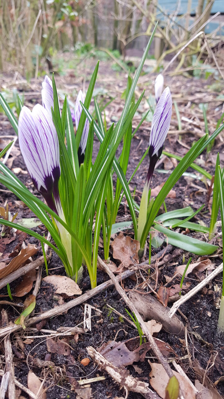Crocus Pickwick