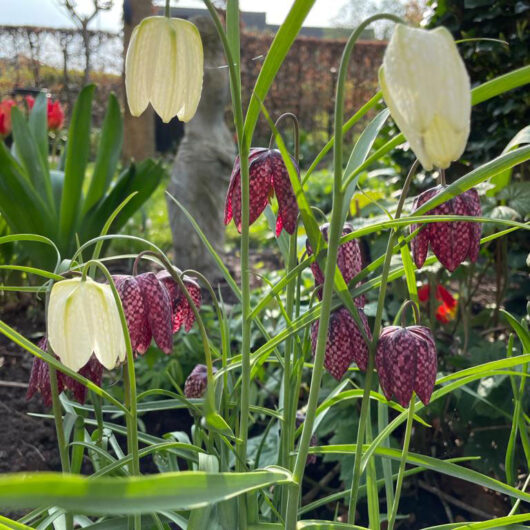 Fritillaria Meleagris