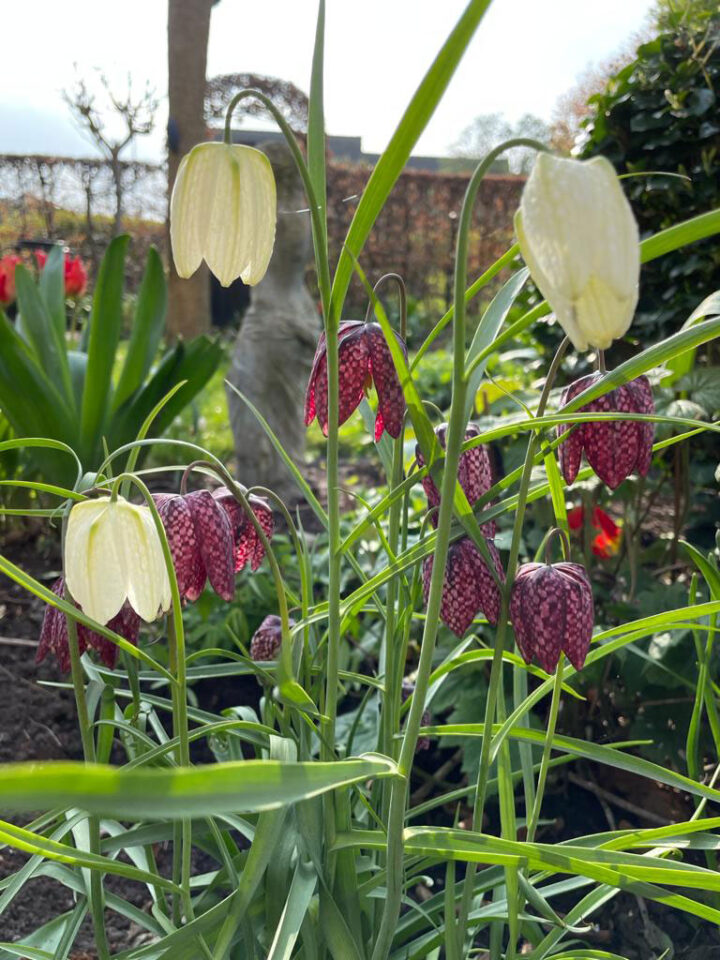 Fritillaria Meleagris