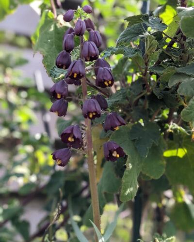 Frittelaria Persica