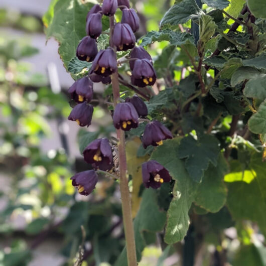 Frittelaria Persica