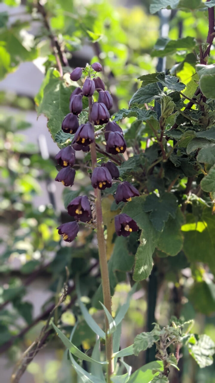 Frittelaria Persica