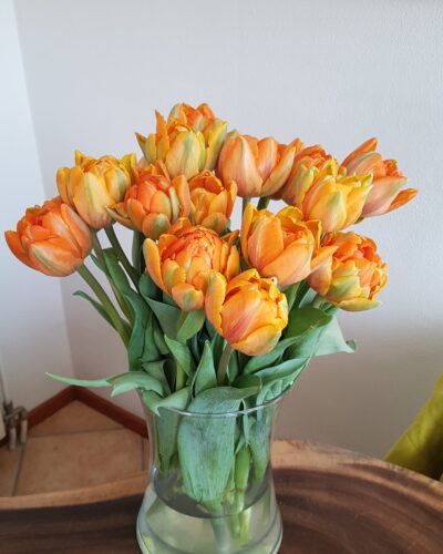 Tulp Orange Princess
