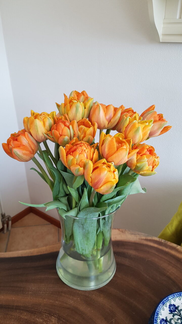 Tulp Orange Princess