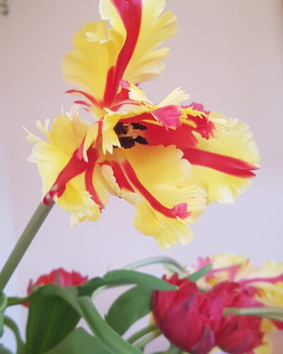Tulp Flaming Parrot