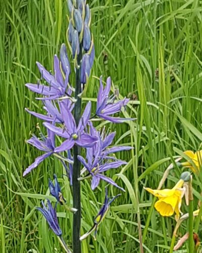 Camassia Leichtlinii