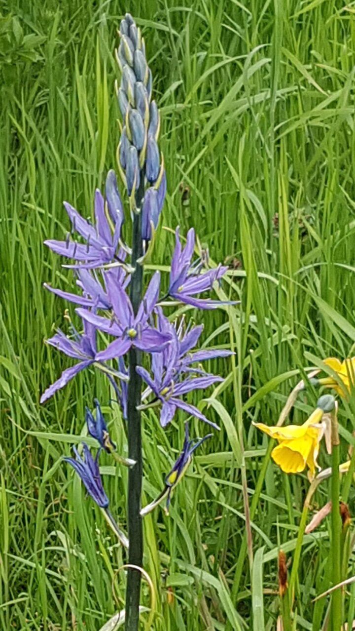 Camassia Leichtlinii