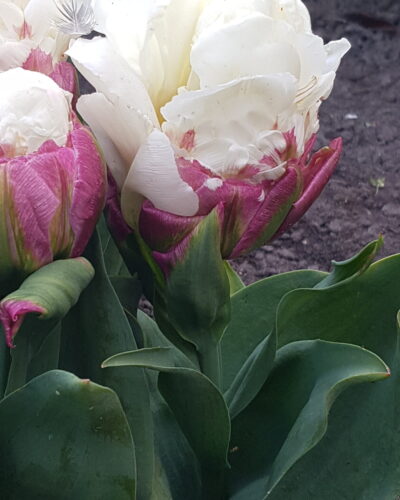 Tulp Ice Cream