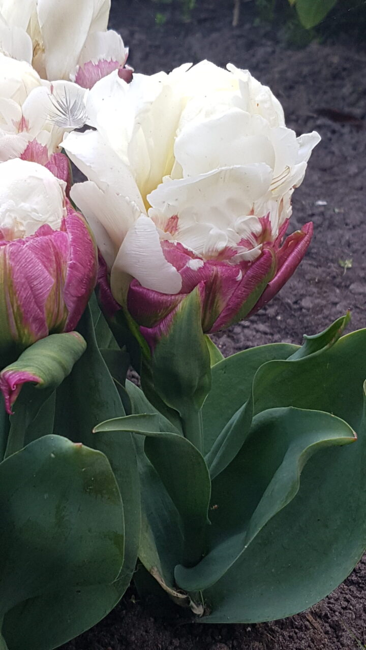 Tulp Ice Cream