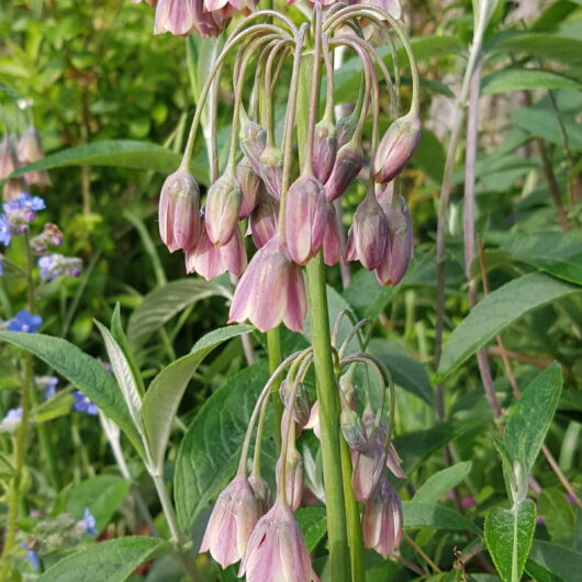 nectaroscorum Siculum