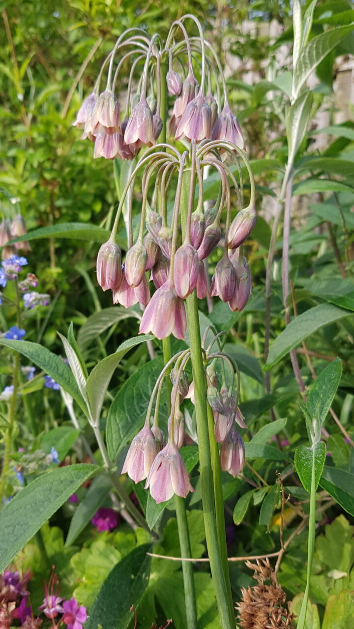 nectaroscorum Siculum