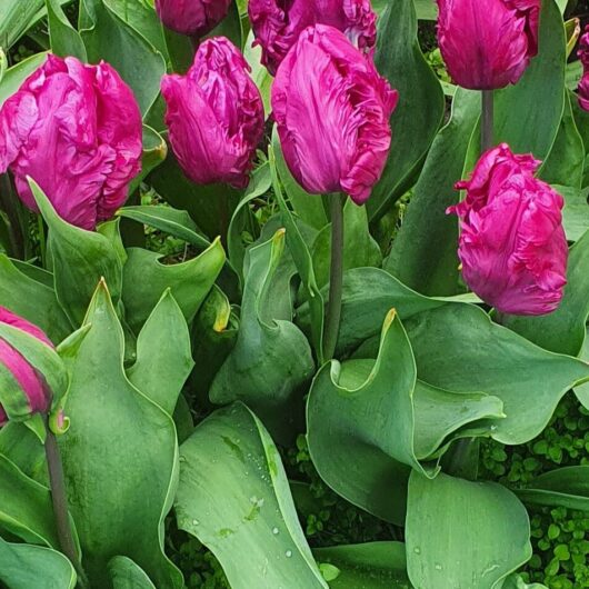 Tulp Parrot Negrita