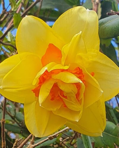 Narcis Tahiti