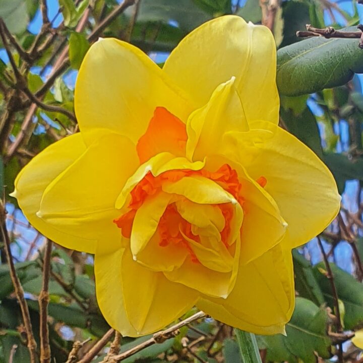 Narcis Tahiti