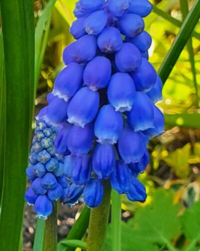 Muscari Armeniacum, blauwe druif