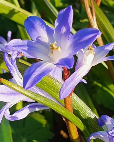 Chionodoxa Luciliae, Sneeuwroem