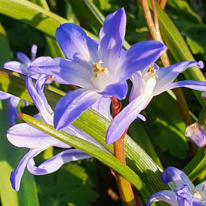 Chionodoxa Luciliae, Sneeuwroem