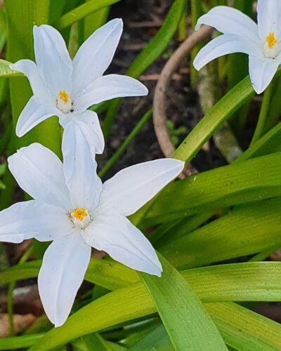 Chionodoxa Alba, Sneeuwroem