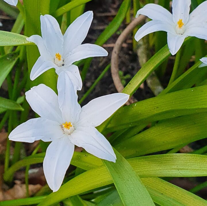Chionodoxa Alba, Sneeuwroem