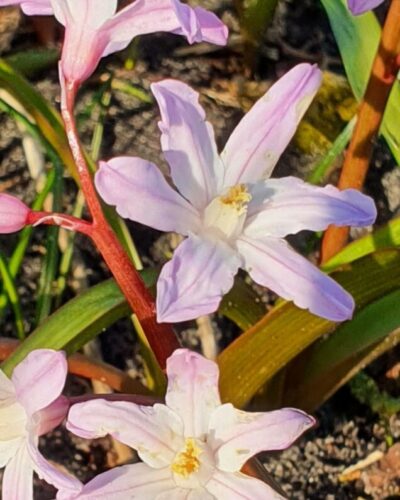 Chionodoxa Pink Giant