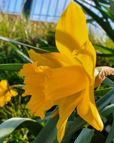 Narcis Dutch Master
