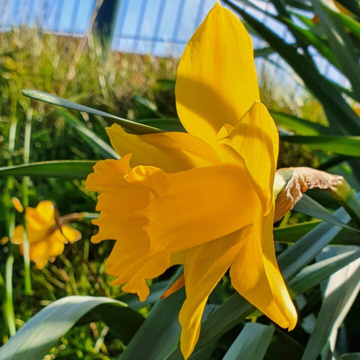Narcis Dutch Master