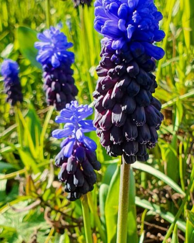 Muscari, Latifolium