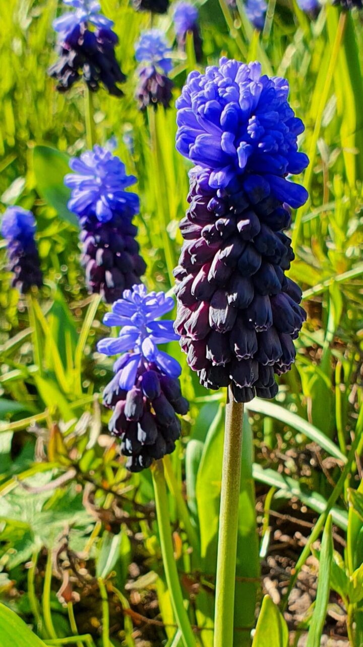 Muscari, Latifolium
