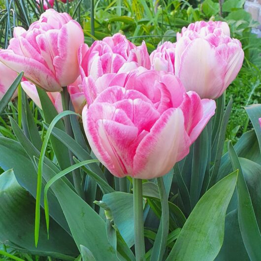 Tulp Angelique