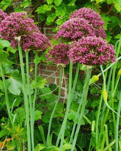 Allium Magic