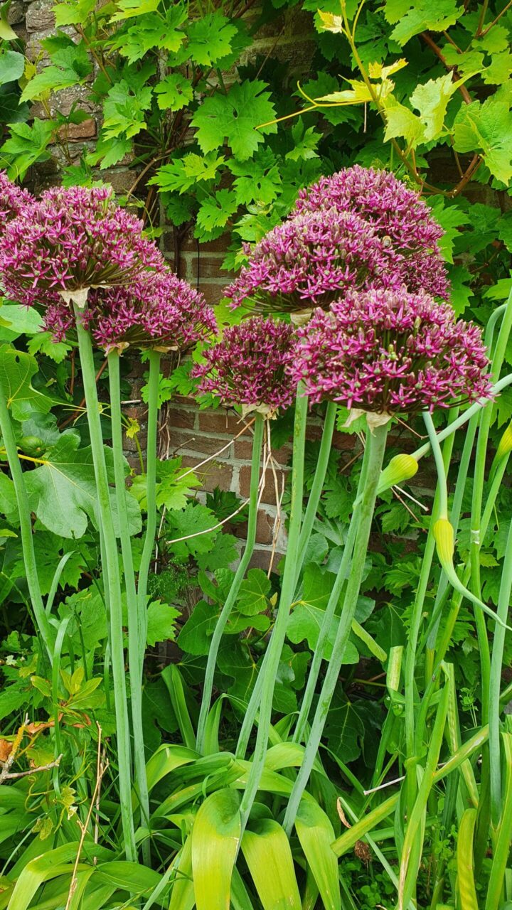 Allium Magic