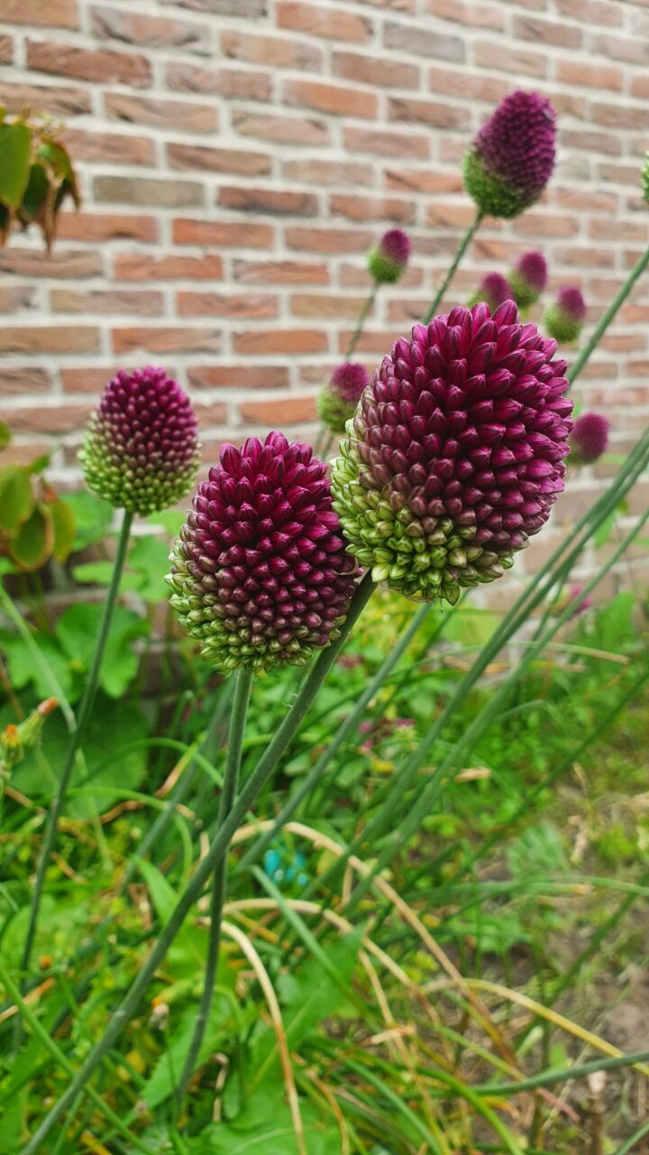 Allium Sphaerocephalon