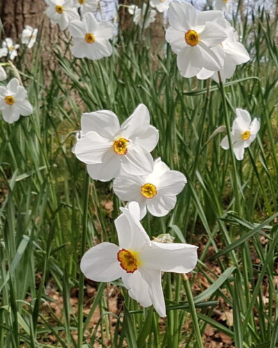 Narcis Recurvus
