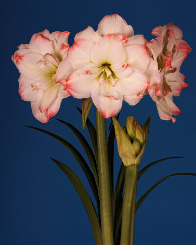 Amaryllis Striped Amadeus